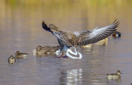 国产水鸟大野驴视频,探寻自然之美与野性魅力