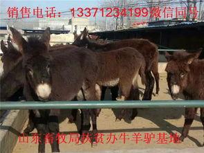 驴的发育视频动画片国产