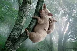 国产母猪配音视频,萌态可掬的猪界“网红”