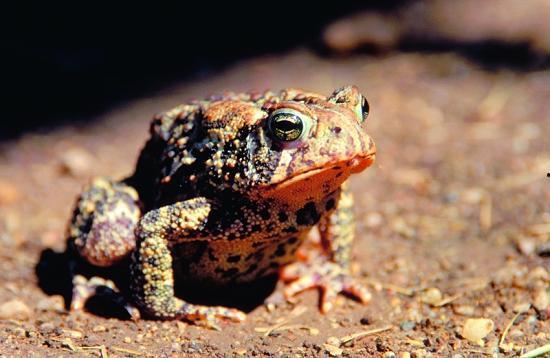 有国产美国蛤蟆吗视频网,视频网带你一探究竟