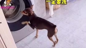 国产知名网红视频,国产爆款背后的故事与魅力